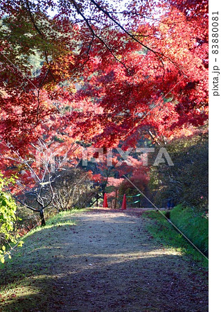 秋の蛇の鼻遊楽園(福島県・本宮市) 秋の蛇の鼻遊楽園(福島県・本宮市) 83880081