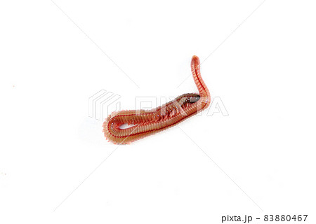 釣りのエサのジャリメ 83880467