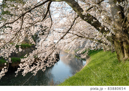 近所で見た桜 近所で見た桜 83880654