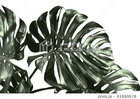 Monstera deliciosa leaf or Swiss cheese plan Monstera deliciosa leaf or Swiss cheese plan 83880676