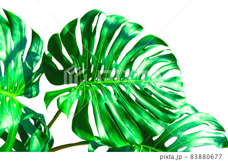 Monstera deliciosa leaf or Swiss cheese plan Monstera deliciosa leaf or Swiss cheese plan 83880677