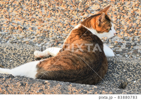 長崎の海岸で暮らす地域猫 83880783