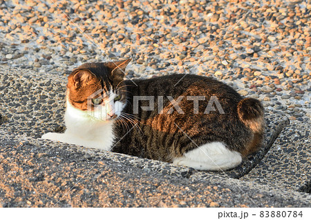 長崎の海岸で暮らす地域猫 長崎の海岸で暮らす地域猫 83880784