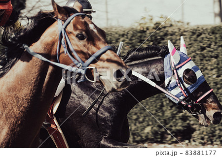 競走馬 競走馬 83881177