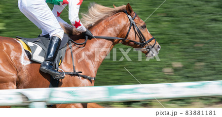 競走馬 83881181
