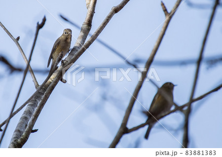 野鳥撮影 野鳥撮影 83881383