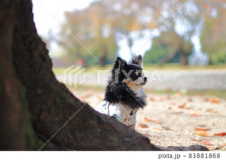 手作りの洋服を着た犬 チワワの散歩 の写真素材 [83881868] - PIXTA