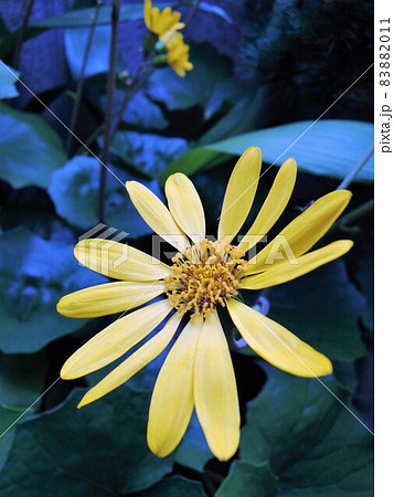 秋の景色 ツワブキ Farfugium japonicum 秋の景色 ツワブキ Farfugium japonicum 83882011