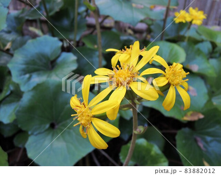 ツワブキ　Farfugium japonicum　イエロー 83882012