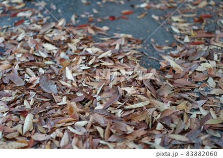 秋の落ち葉(2021年11月） 83882060