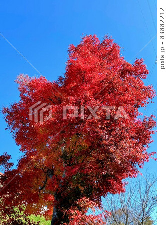 紅葉 83882212