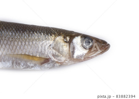 Smelt fish isolated on white. (Big Pacific smelt - Osmerus mordax) Smelt fish isolated on white. (Big Pacific smelt - Osmerus mordax) 83882394