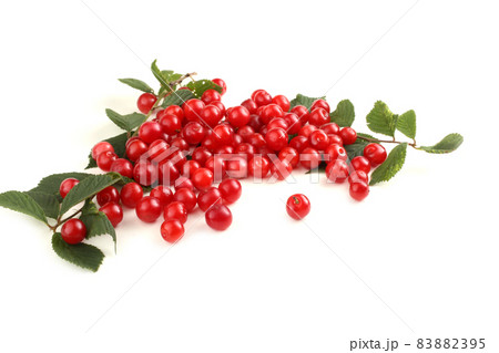 Nanking cherry and branch Nanking cherry and branch 83882395