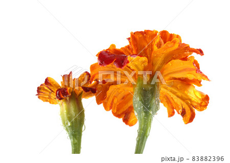 Growing marigolds isolated on white Growing marigolds isolated on white 83882396
