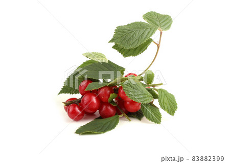 Nanking cherry on branch Nanking cherry on branch 83882399