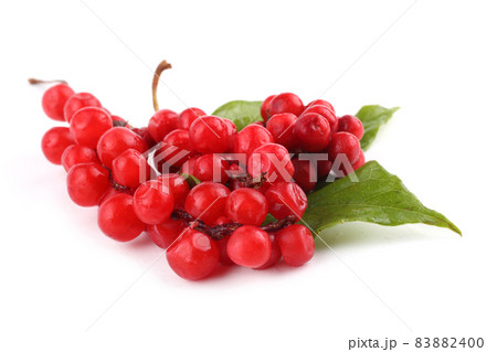 Schisandra Chinensis isolated on white Schisandra Chinensis isolated on white 83882400