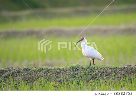 田園風景の中の朱鷺 83882752