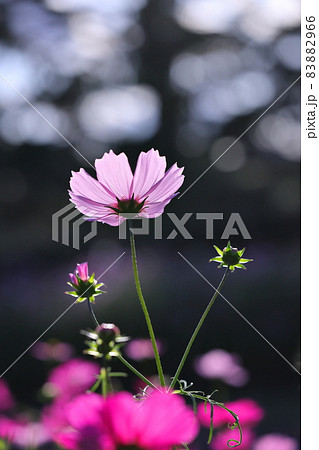 コスモス 83882966
