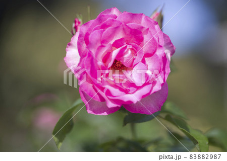 薔薇園にピンク色の薔薇の花が咲いています。このバラの品種名はボルデュール・ローズです。 薔薇園にピンク色の薔薇の花が咲いています。このバラの品種名はボルデュール・ローズです。 83882987