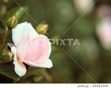 ピンク色のバラの花「アスピリンローズ」 ピンク色のバラの花「アスピリンローズ」 83882989