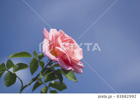 薔薇園にピンク色の薔薇の花が咲いています。このバラの品種名はザンブラ93です。 83882992