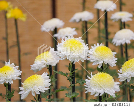 菊6 丁子菊 菊6 丁子菊 83883112