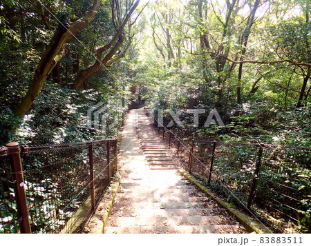 皿倉山遊歩道の木漏れ日 83883511