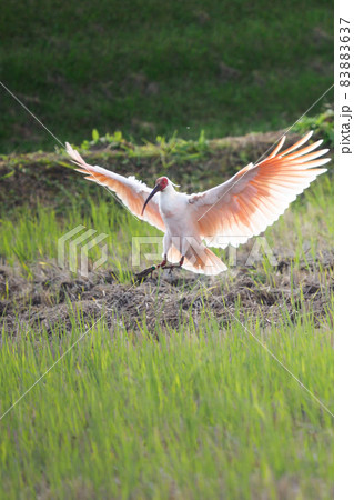朱鷺の着地 83883637