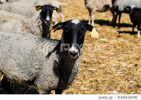 Group of funny sheeps. Portrait of sheep on the farm. 83883696