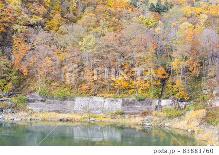 北海道の紅葉 83883760