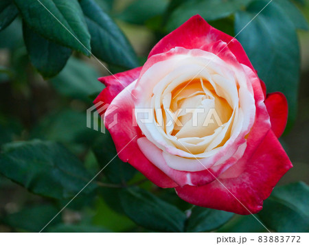 バラ14　丹頂 83883772