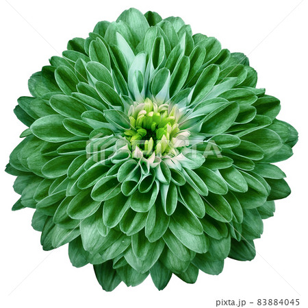 chrysanthemum flower green. Flower isolated on a white background. No shadows with clipping path. Close-up. Nature. chrysanthemum flower green. Flower isolated on a white background. No shadows with clipping path. Close-up. Nature. 83884045