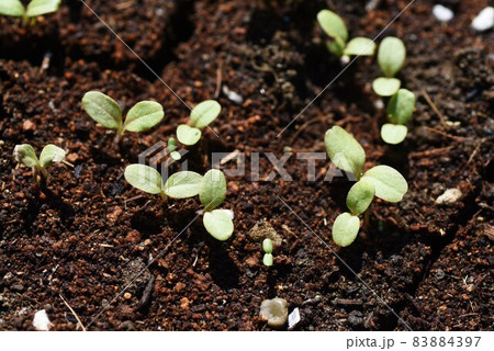 サニーレタス栽培 サニーレタス栽培 83884397