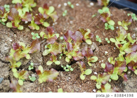 サニーレタス栽培 83884398