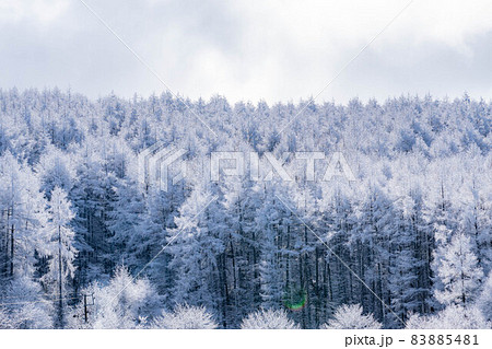 【冬素材】聖高原の霧氷とリフレクション【長野県】 83885481