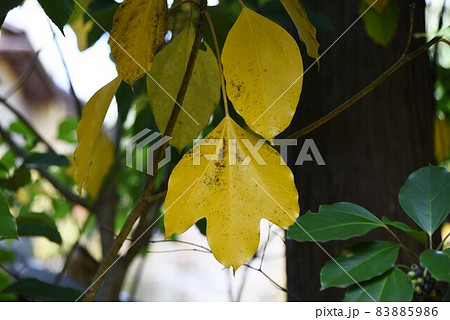 玉葱苗植え作業風景 83885986