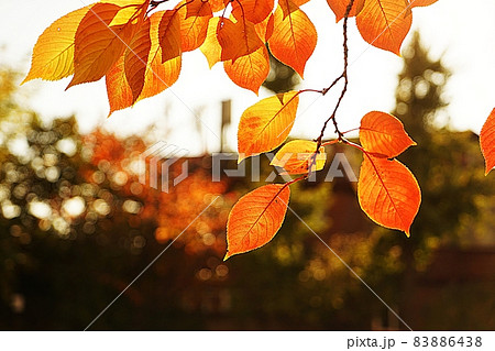 横 アジア 韓国 83886438