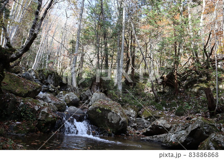 紅葉した樹や緑の葉の木々や冬枯れの木や草や笹や苔や大きな石や岩の間に小さな滝と滝つぼのある森の風景 83886868