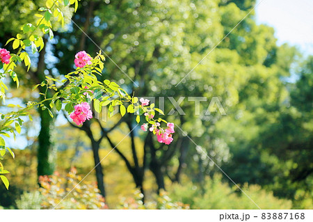 バラの花 バレリーナ バラの花 バレリーナ 83887168