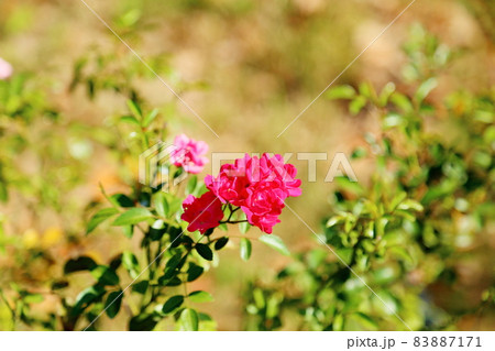 バラの花　フェアリークイーン 83887171
