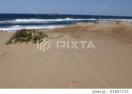 鳥取　四季の散歩　秋　砂丘 83887255