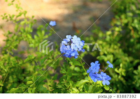 ルリマツリの花 ルリマツリの花 83887392