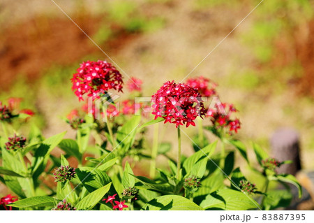 ペンタスの花 83887395