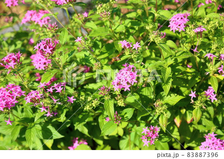 ペンタスの花 83887396