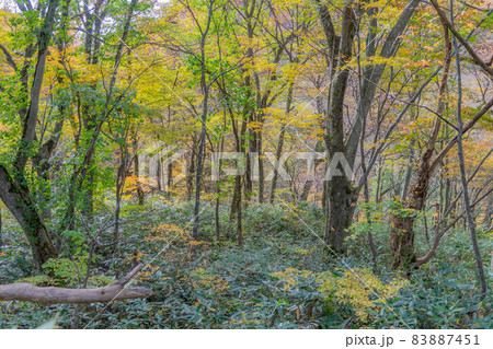 大山の紅葉 83887451