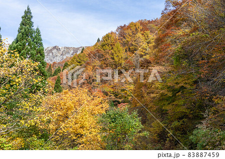 大山の紅葉 83887459