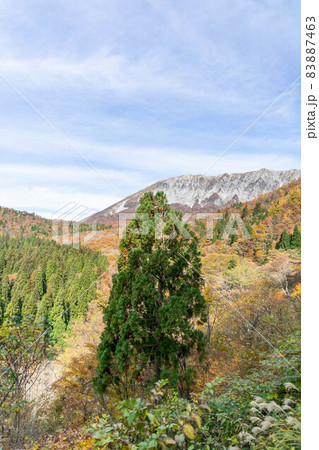 大山の紅葉 83887463