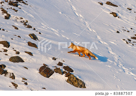 The red fox goes up the snowy rocky mountain slope 83887507