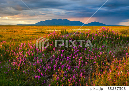 Summer landscape with flowers of willow-tea in the tundra. Chukotka, Russia. 83887508