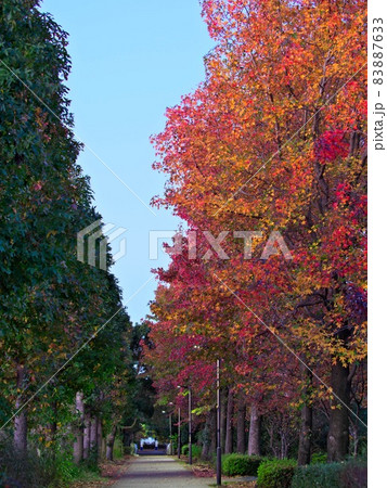 多摩ニュータウンの紅葉 多摩ニュータウンの紅葉 83887633